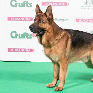 2018 Best of Breed German Shepherd Dog