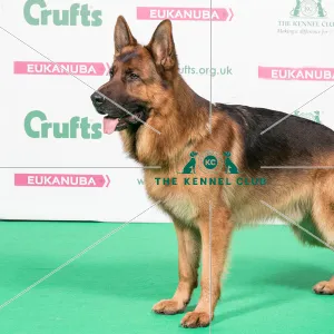 2018 Best of Breed German Shepherd Dog