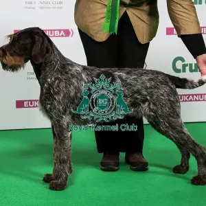 2018 Best of Breed GERMAN WIREHAIRED POINTER 2018 Best of Breed GERMAN WIREHAIRED POINTER