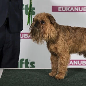 2018 Best of Breed Griffon Bruxellois