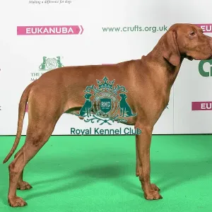 2018 Best of Breed HUNGARIAN VIZSLA 2018 Best of Breed HUNGARIAN VIZSLA