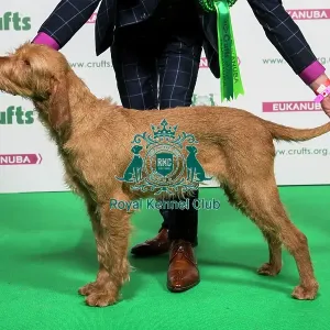 2018 Best of Breed Hungarian Wirehaired Vizsla 2018 Best of Breed Hungarian Wirehaired Vizsla