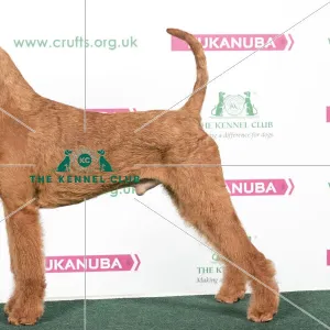 Dog Breed Irish Terrier Kennel Cheap Irish Terrier Breeder List