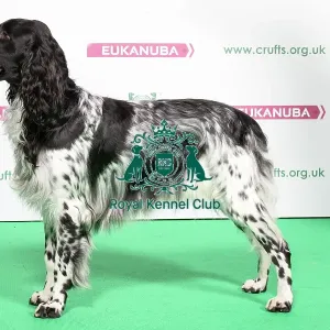 2018 Best of Breed LARGE MUNSTERLANDER 2018 Best of Breed LARGE MUNSTERLANDER