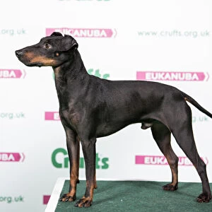 2018 Best of Breed Manchester Terrier
