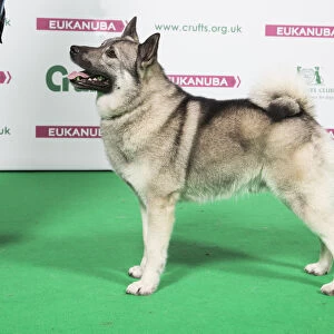 2018 Best of Breed Norwegian Elkhound