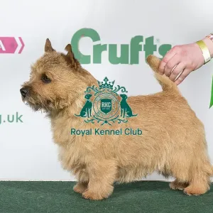2018 Best of Breed Norwich Terrier 2018 Best of Breed Norwich Terrier