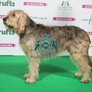 2018 Best of Breed Otterhound 2018 Best of Breed Otterhound