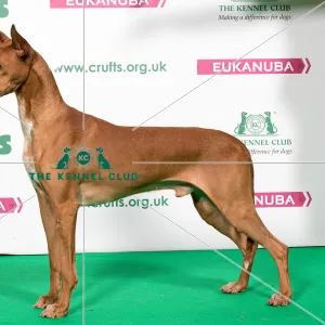 2018 Best of Breed Pharaoh Hound