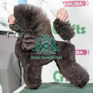 2018 Best in Breed Poodle (Toy) 2018 Best in Breed Poodle (Toy)