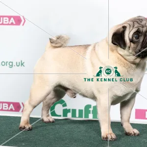 2018 Best of Breed Pug