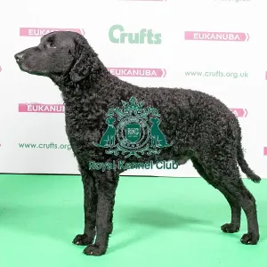 2018 Best of Breed RETRIEVER (CURLY COATED) 2018 Best of Breed RETRIEVER (CURLY COATED)