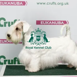 2018 Best of Breed Sealham Terrier 2018 Best of Breed Sealham Terrier