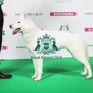 2018 Best of Breed Siberian Husky 2018 Best of Breed Siberian Husky