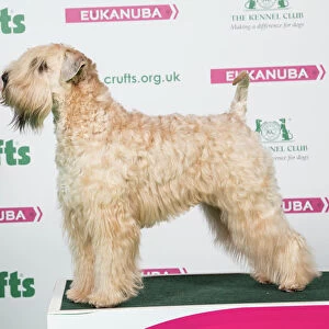 2018 Best of Breed Soft Coated Wheaten Terrier