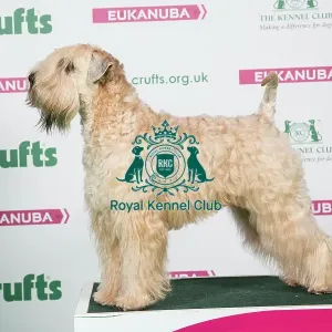2018 Best of Breed Soft Coated Wheaten Terrier 2018 Best of Breed Soft Coated Wheaten Terrier