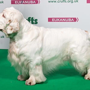 2018 Best of Breed SPANIEL (CLUMBER)