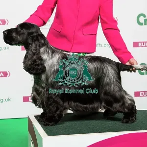 2018 Best of Breed SPANIEL (COCKER) 2018 Best of Breed SPANIEL (COCKER)