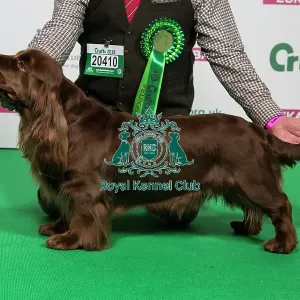2018 Best of Breed SPANIEL (SUSSEX) 2018 Best of Breed SPANIEL (SUSSEX)