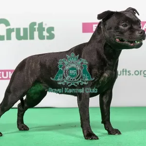 2018 Best of Breed Staffordshire Bull Terrier 2018 Best of Breed Staffordshire Bull Terrier