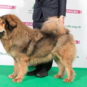 2018 Best of Breed Tibetan Mastif