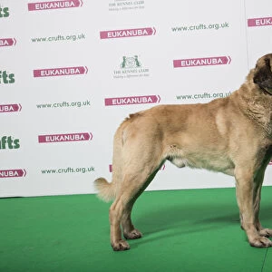 2018 Best of Breed Turkish Kangal Dog