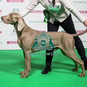 2018 Best of Breed WEIMARANER 2018 Best of Breed WEIMARANER