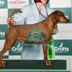 2024 Best of Breed German Pinscher