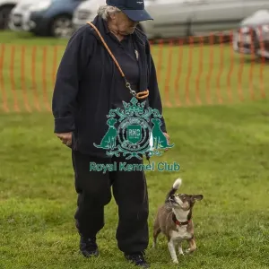 22/09/24 Cornwall Good Citizen Dog Scheme Scruffts