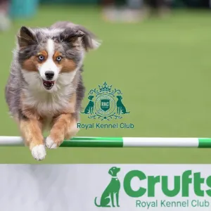 ABC Agility - Agility Jumping, Crufts 2026<br> ABC Agility - Agility Jumping, Crufts 2026 ABC Agility - Agility Jumping, Crufts 2026<br> ABC Agility - Agility Jumping, Crufts 2026
