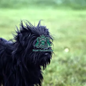 Affenpinscher