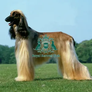 Afghan Hound Afghan Hound