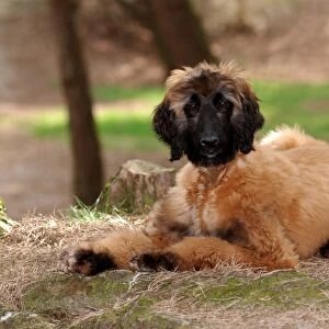 Afghan Hound puppy