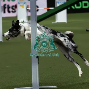 Agility Finals Agility Finals