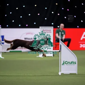Agility International Invitation Agility International Invitation
