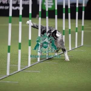 Agility International Invitation Agility International Invitation