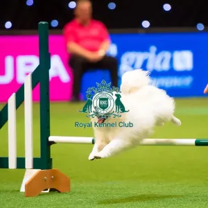 Agility teams - small Agility teams - small