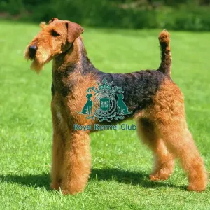 Airedale Terrier Airedale Terrier