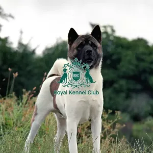 Akita Akita