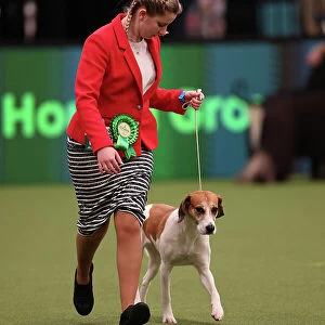 Alysha Branchflower from Bridgewater with Havoc, a Harrier, which was the Best of Breed winner today (Saturday 11. 03. 23), the third day of Crufts 2023, at the NEC Birmingham. Alysha Branchflower from Bridgewater with Havoc, a Harrier