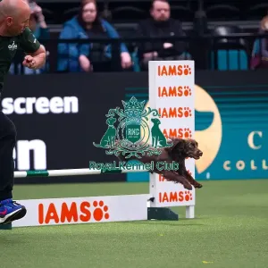 American Water Spaniel competing in the Crufts Singles Medium American Water Spaniel competing in the Crufts Singles Medium