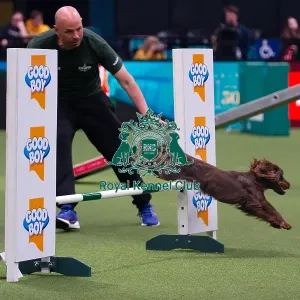 American Water Spaniel competing in the Crufts Singles Medium American Water Spaniel competing in the Crufts Singles Medium