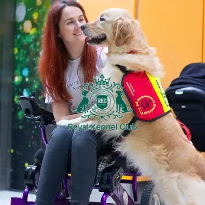 Assistance dog with owner, supported by natural instincts, general crufts photography 2025