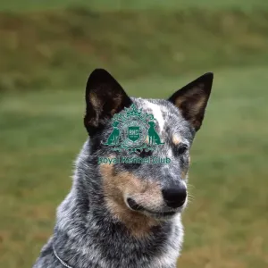 Australian Cattle Dog Australian Cattle Dog