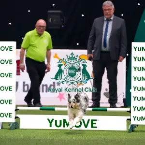 Australian Shepherd Dog Competing in Crufts Singles Small Final Australian Shepherd Dog Competing in Crufts Singles Small Final
