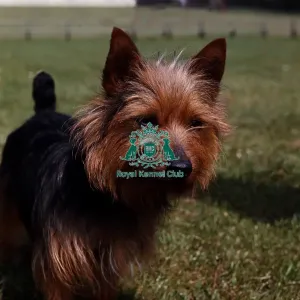 Australian Terrier Australian Terrier