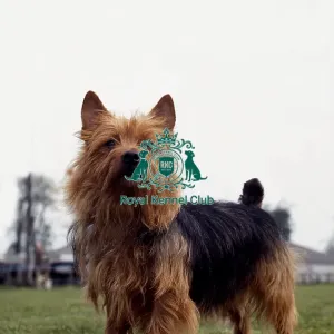 Australian Terrier Australian Terrier