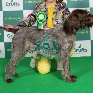 AV Import Best of Breed Crufts 2022 Korthals Griffon