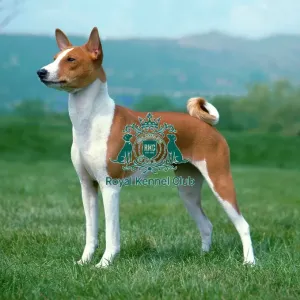Basenji Basenji