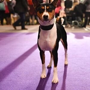 Collections: Crufts 2016